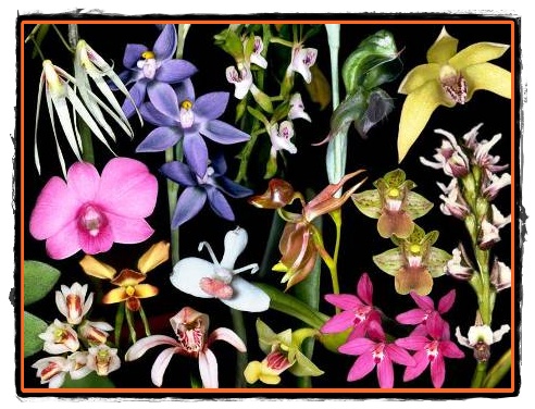 Curiozitati despre orhidee florile minunate care ne fascineaza
