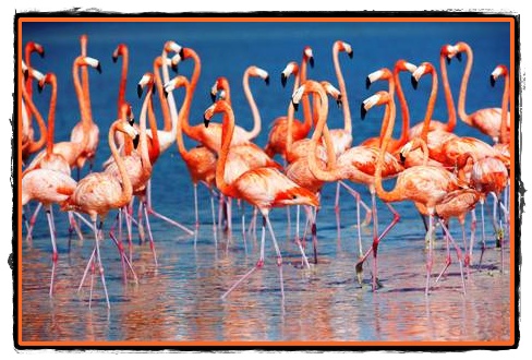 De ce pasarile flamingo au aripile roz
