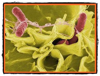 Primejdioasa bacterie E coli
