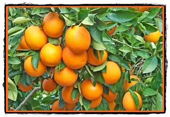 Portocalul si beneficiile portocalelor asupra sanatatii