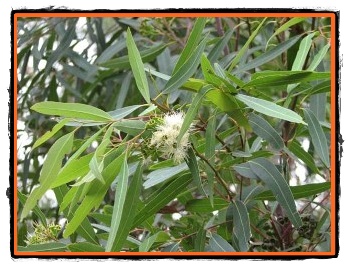 Ulei esenţial de eucalipt citronat – Bio 10ml