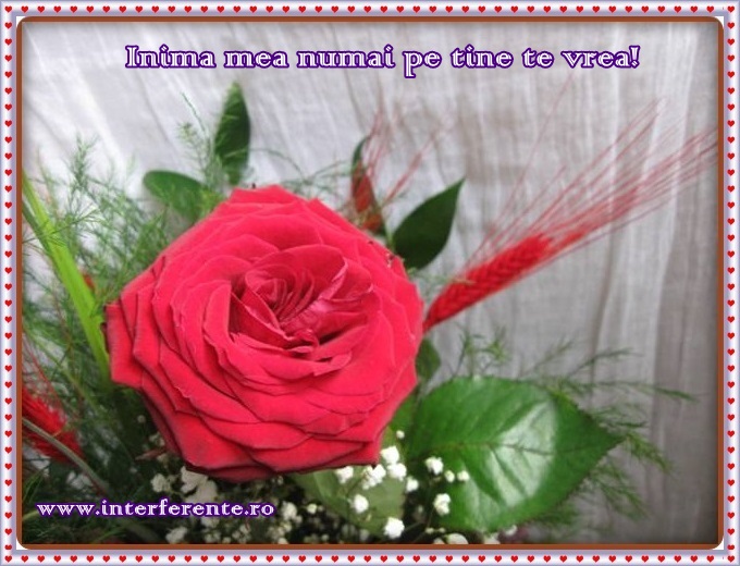 Felicitari cu trandafiri de Valentines Day Ziua Indragostitilor